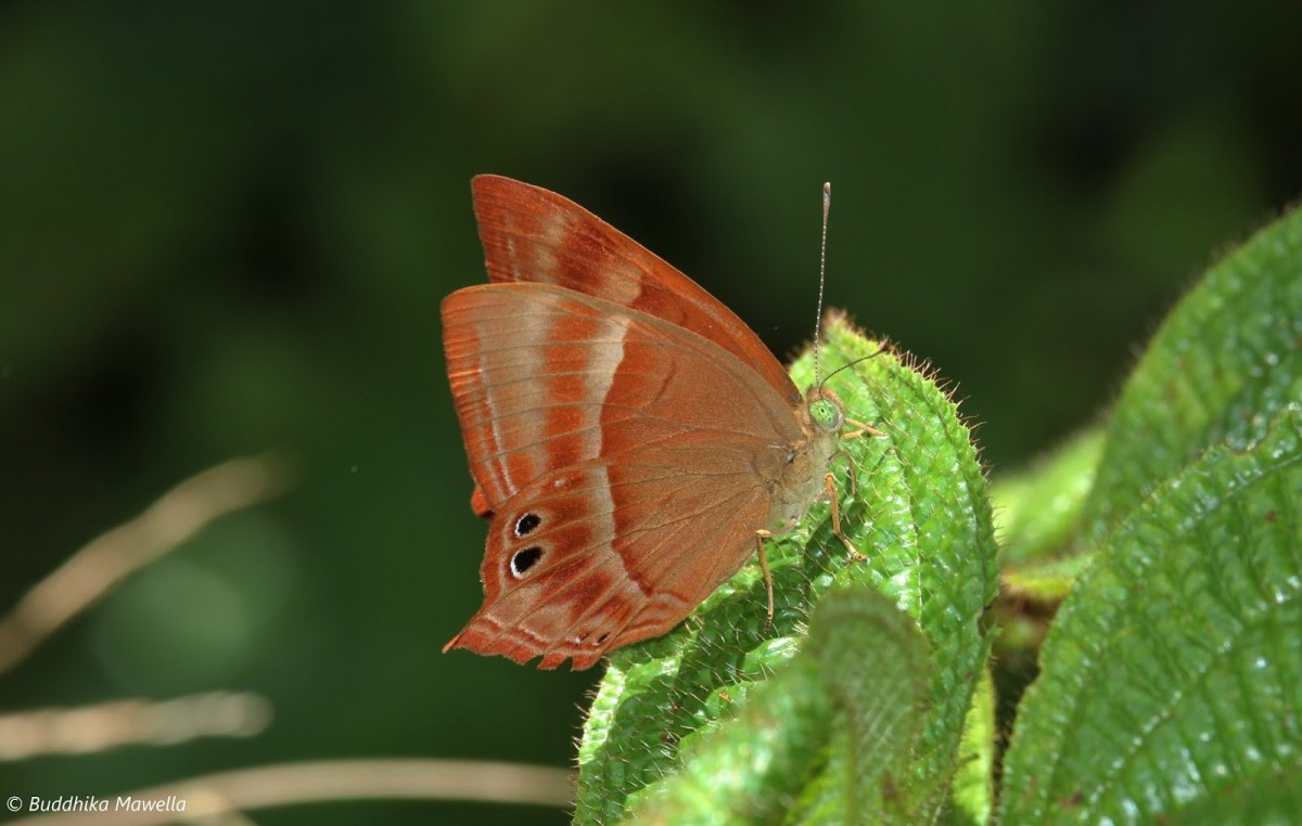 Riodinidae